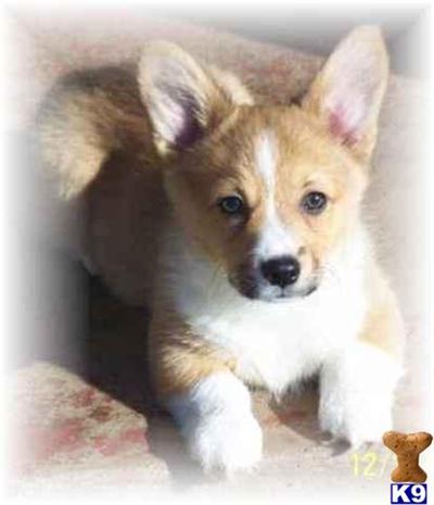 Pembroke Welsh Corgi Puppies for Sale