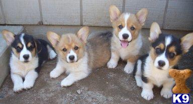Pembroke Welsh Corgi Puppies for Sale
