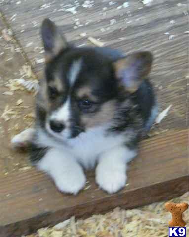 Pembroke Welsh Corgi Puppies for Sale
