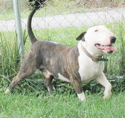 Stud Dogs - Bull Terrier