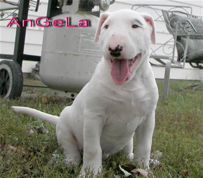 Puppies in Alexandria
