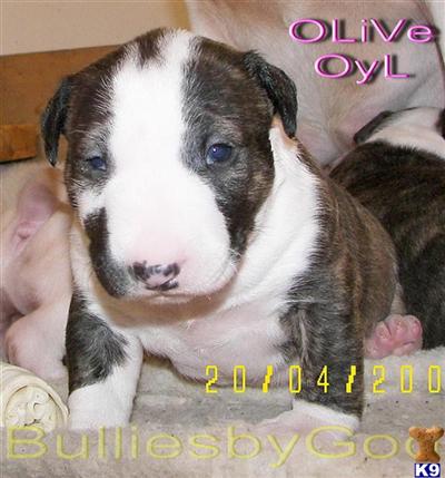 Bull Terrier Puppies for Sale