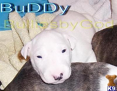 Bull Terrier Puppies for Sale