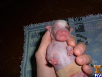 Chinese Crested Puppies for Sale