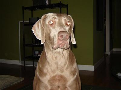 Stud Dogs in OH