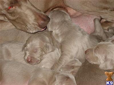 Weimaraner Puppies for Sale