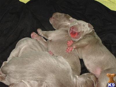 Weimaraner Puppies for Sale