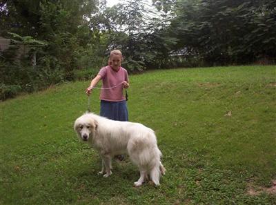 Stud Dogs - Great Pyrenees