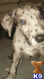 Puppies in WA