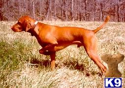 Stud Dogs in VA