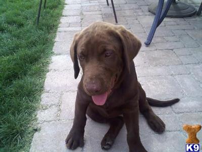 Dogs for Sale in CA