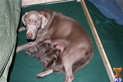 Puppies in CA