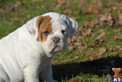 Old English Bulldog Puppies for Sale
