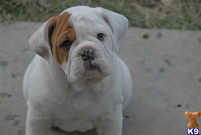 Puppies in MA