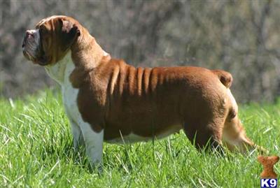 Dogs for Sale