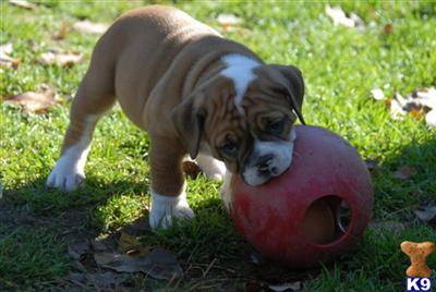 Puppies in MA