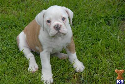 Puppies in MA