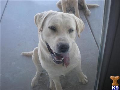 Stud Dogs - Labrador Retriever
