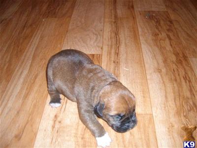 Puppies for Sale