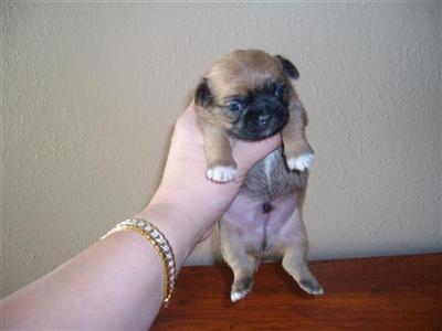 Shih Tzu Puppies for Sale