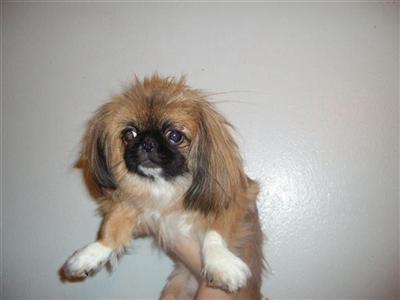 Dogs for Sale in TX