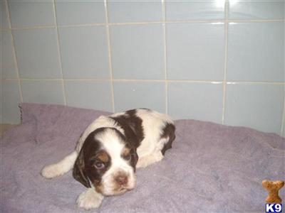 Cocker Spaniel Puppies for Sale