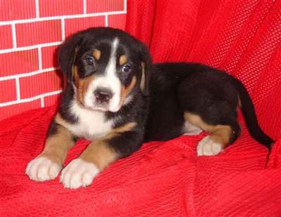 Greater Swiss Mountain Dog Puppies for Sale