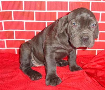 Neapolitan Mastiff Puppies for Sale