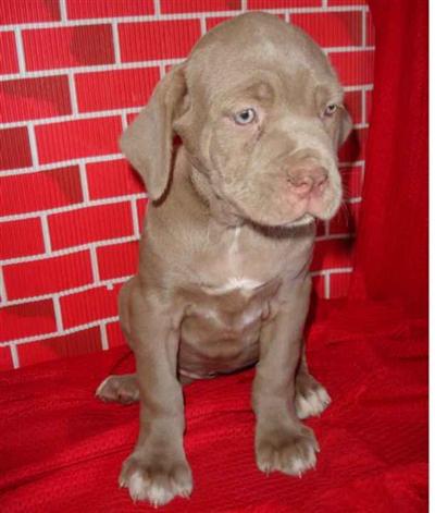 Neapolitan Mastiff Puppies for Sale