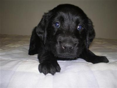 Puppies in RI