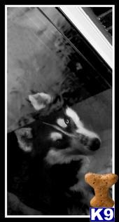 Stud Dogs - Siberian Husky