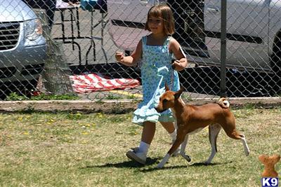 Basenji Puppies for Sale