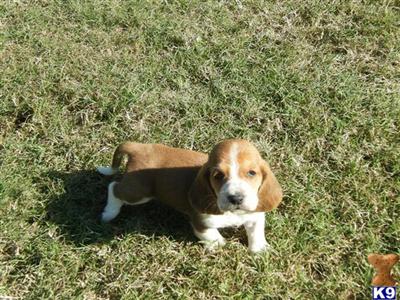 Basset Hound Puppies for Sale