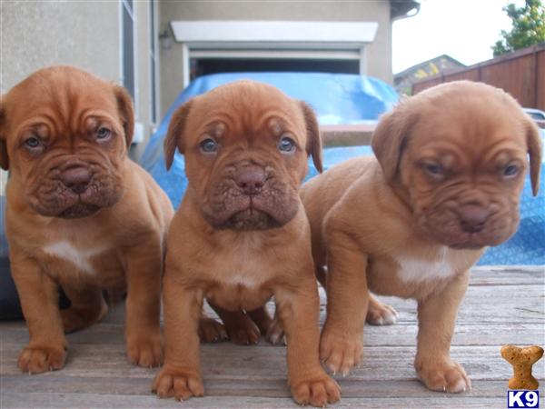 Dogue+de+bordeaux+breeders+ny