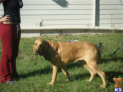Dogs - Bloodhound