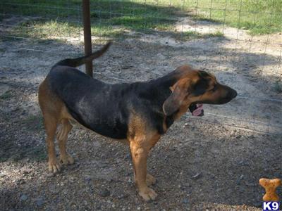 Dogs - Bloodhound