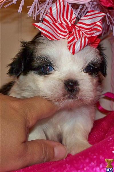 Shih Tzu Puppies for Sale