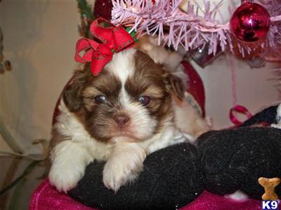 Shih Tzu Puppies for Sale