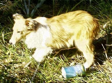 Shetland Sheepdog Puppies for Sale