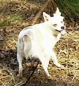 Dogs - Chihuahua