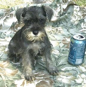 Puppies in SC