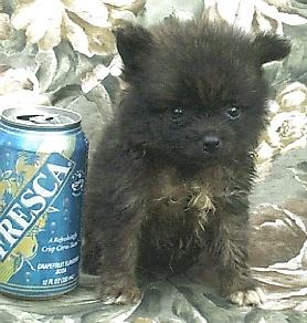 Puppies in SC