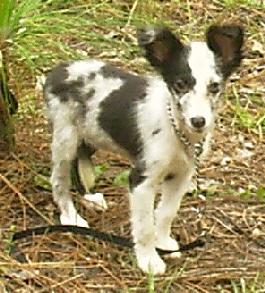 Puppies in SC