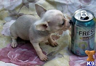 Puppies in SC