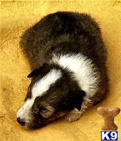 Shetland Sheepdog Puppies for Sale