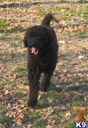 Dogs for Sale