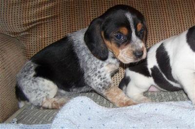 Beagle Puppies for Sale