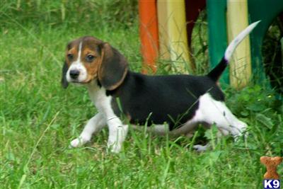 Puppies in MA