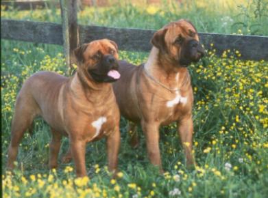 Bullmastiff Puppies for Sale