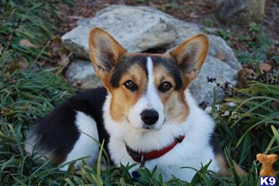 Pembroke Welsh Corgi Puppies for Sale